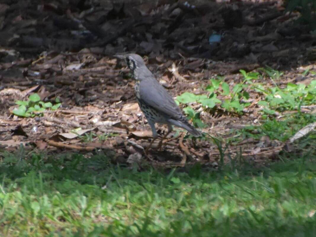 Image of Turdus litsitsirupa litsitsirupa (Smith & A 1836)