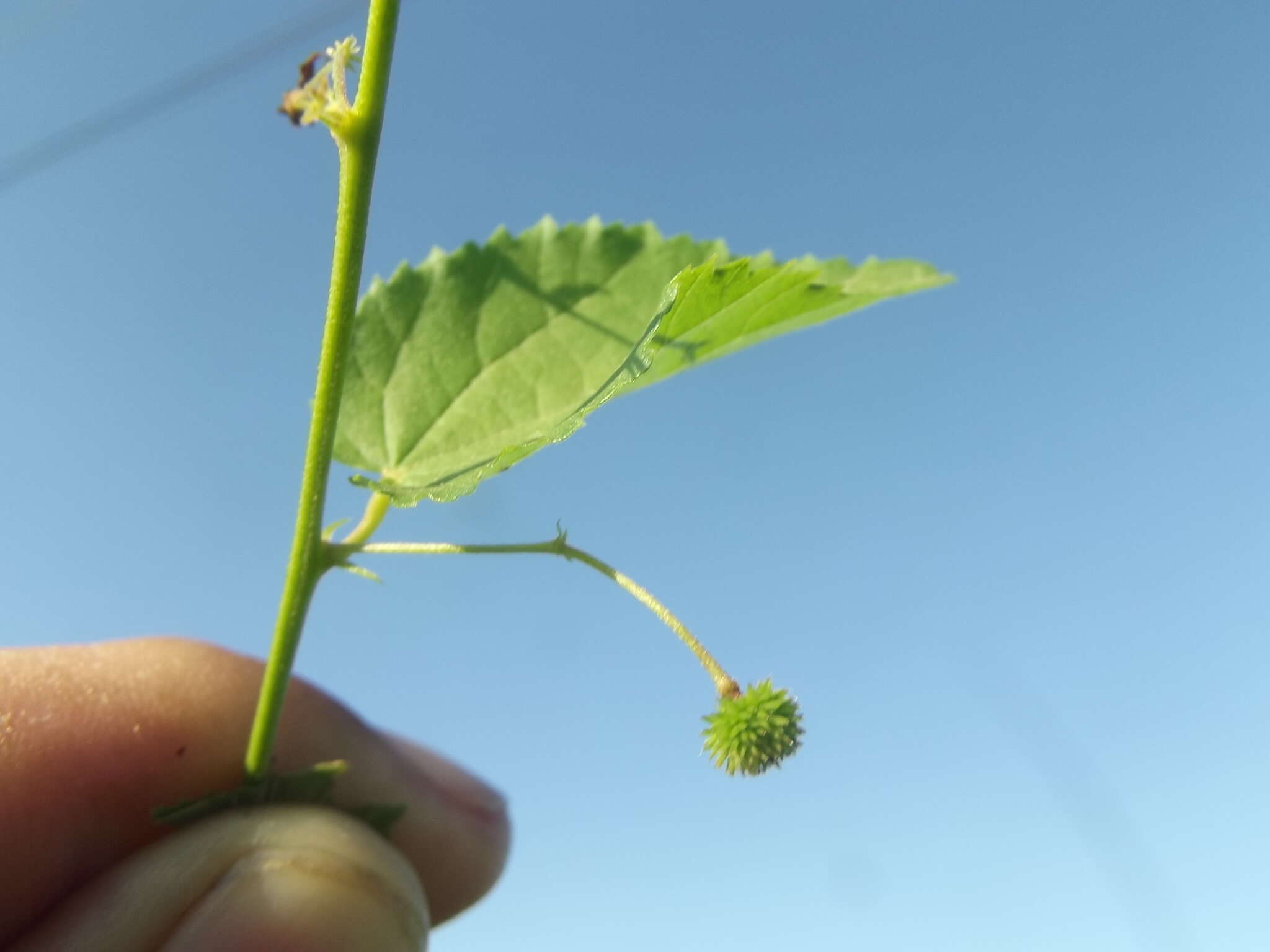 Ayenia jaliscana S. Wats. resmi