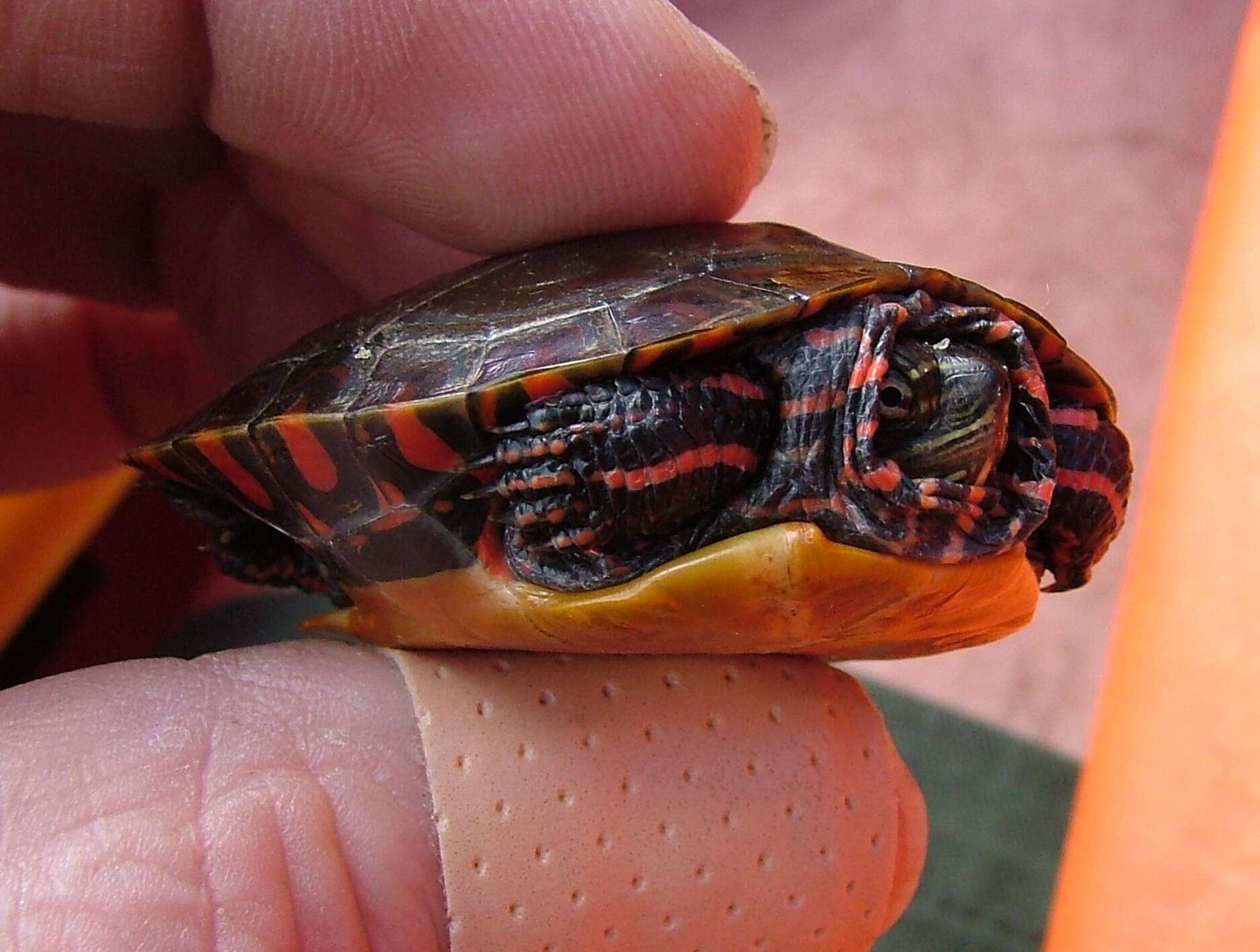 Image of Eastern Painted Turtle