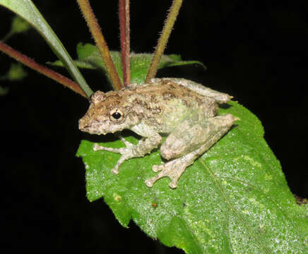 Image de Scinax garbei (Miranda-Ribeiro 1926)