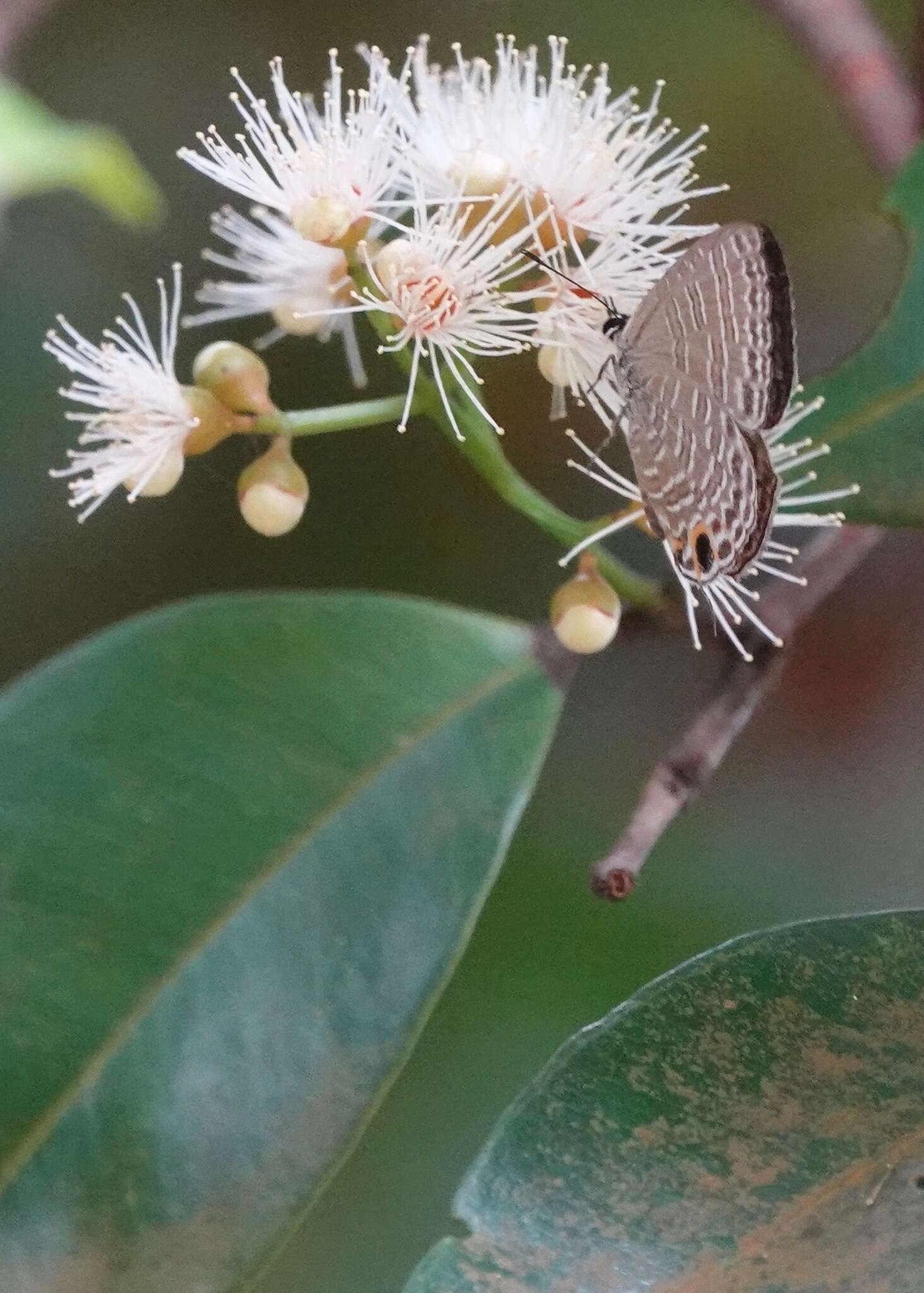 Sivun Nacaduba calauria (C. Felder 1860) kuva