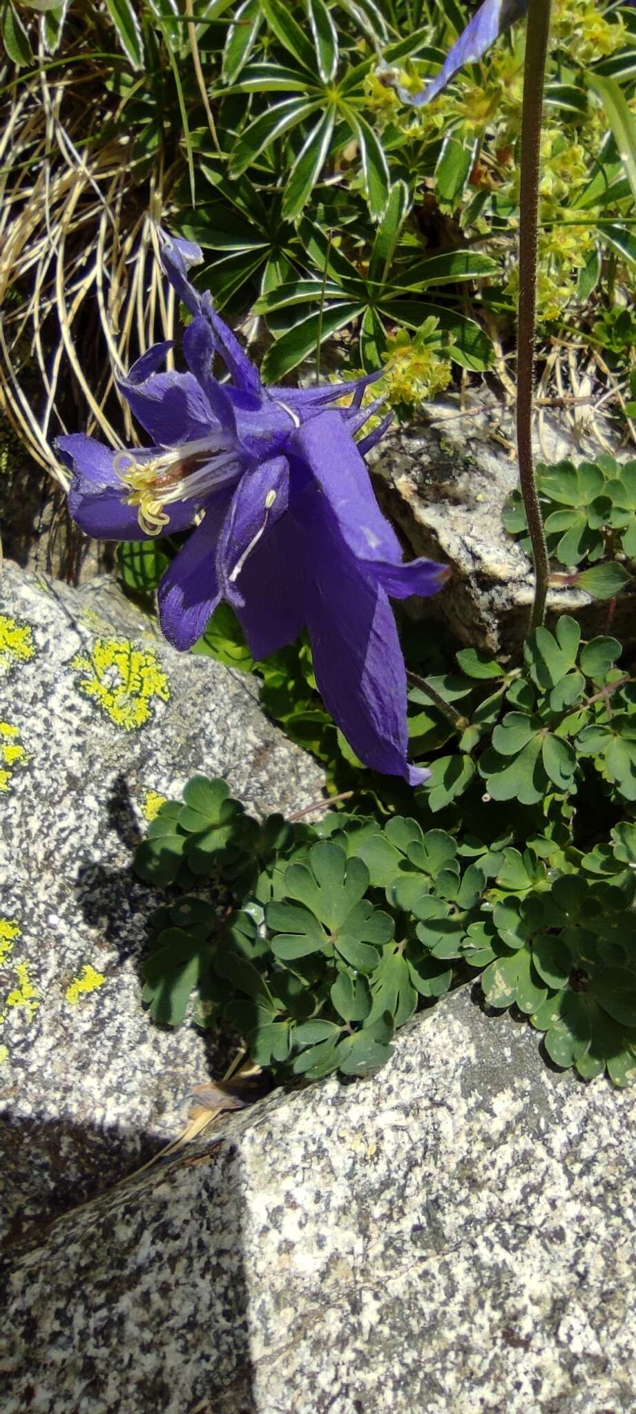 Image of Aquilegia pyrenaica DC.