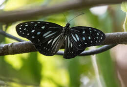 Image of Ideopsis juventa curtisi (Moore 1883)