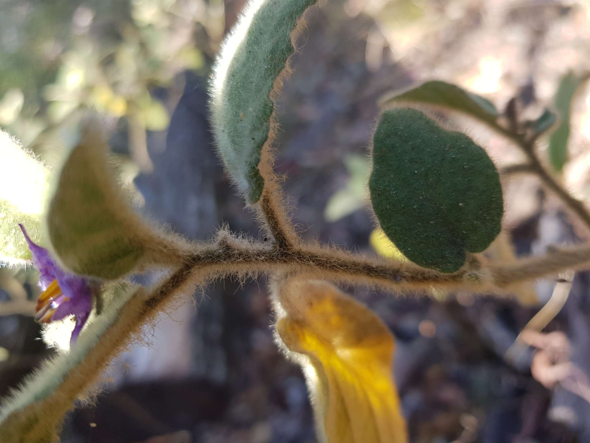 Image of Solanum densevestitum F. Müll. ex Benth.