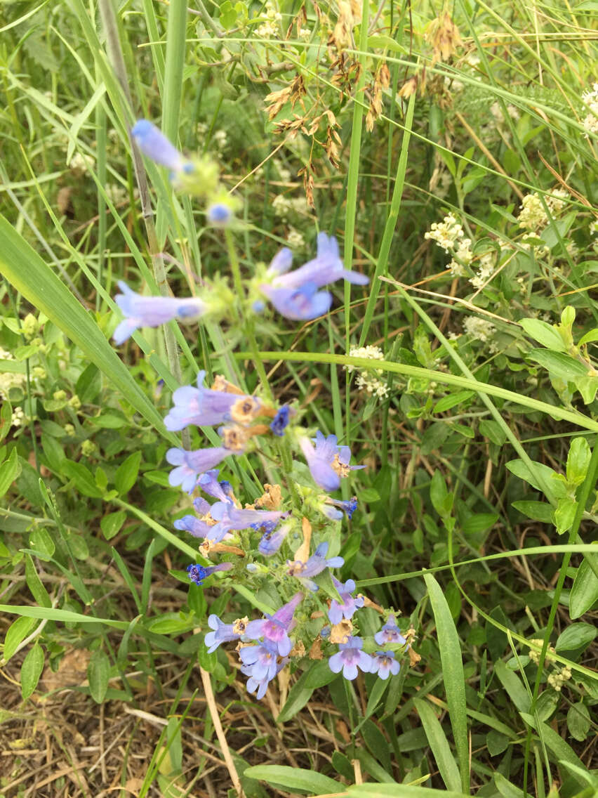 Image of Front Range beardtongue