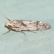 Image of Stripe-backed Moth