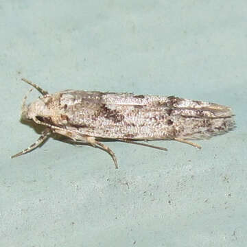 Image of Stripe-backed Moth