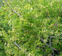 Image of rock buckthorn