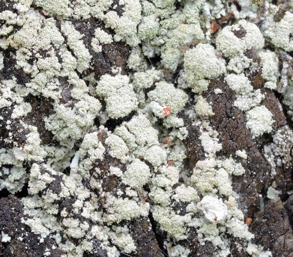 Image of Ravenel's cup lichen