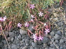 Imagem de Saponaria sicula Raf.