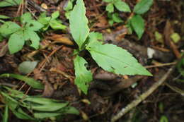 Image of <i>Solidago <i>caesia</i></i> var. caesia