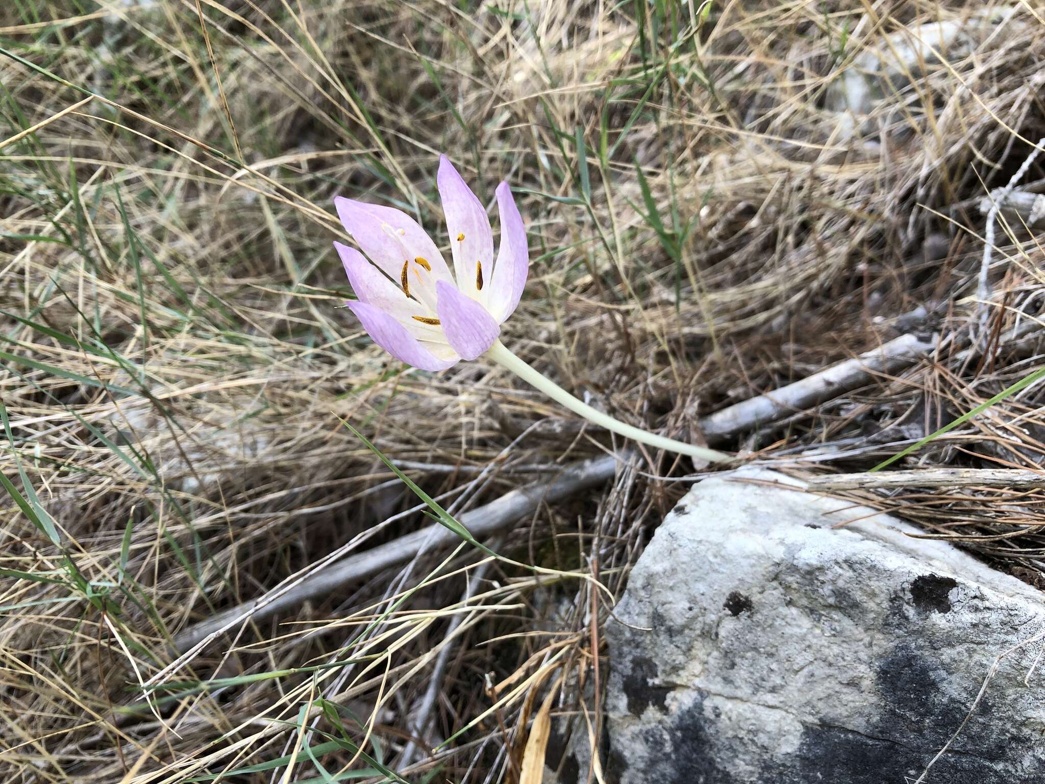 Image of Colchicum haynaldii Heuff.