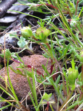 Image of Brachyscome perpusilla (Steetz) J. Black