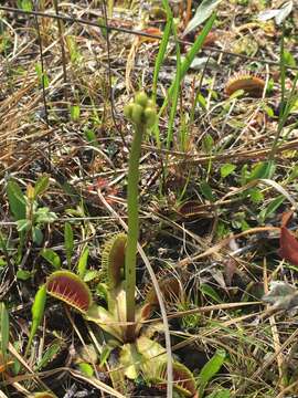 Image de Dionaea