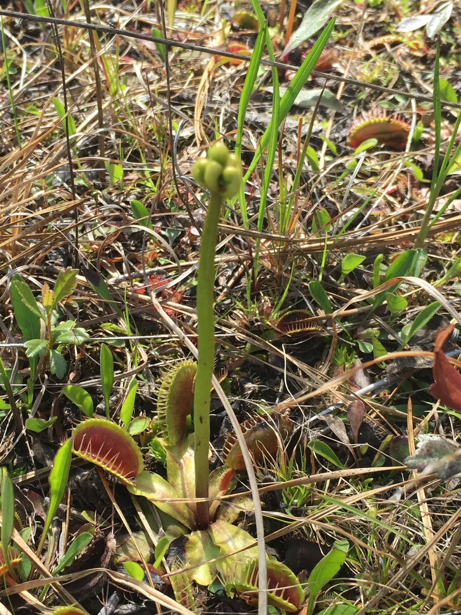 Image of Dionaea