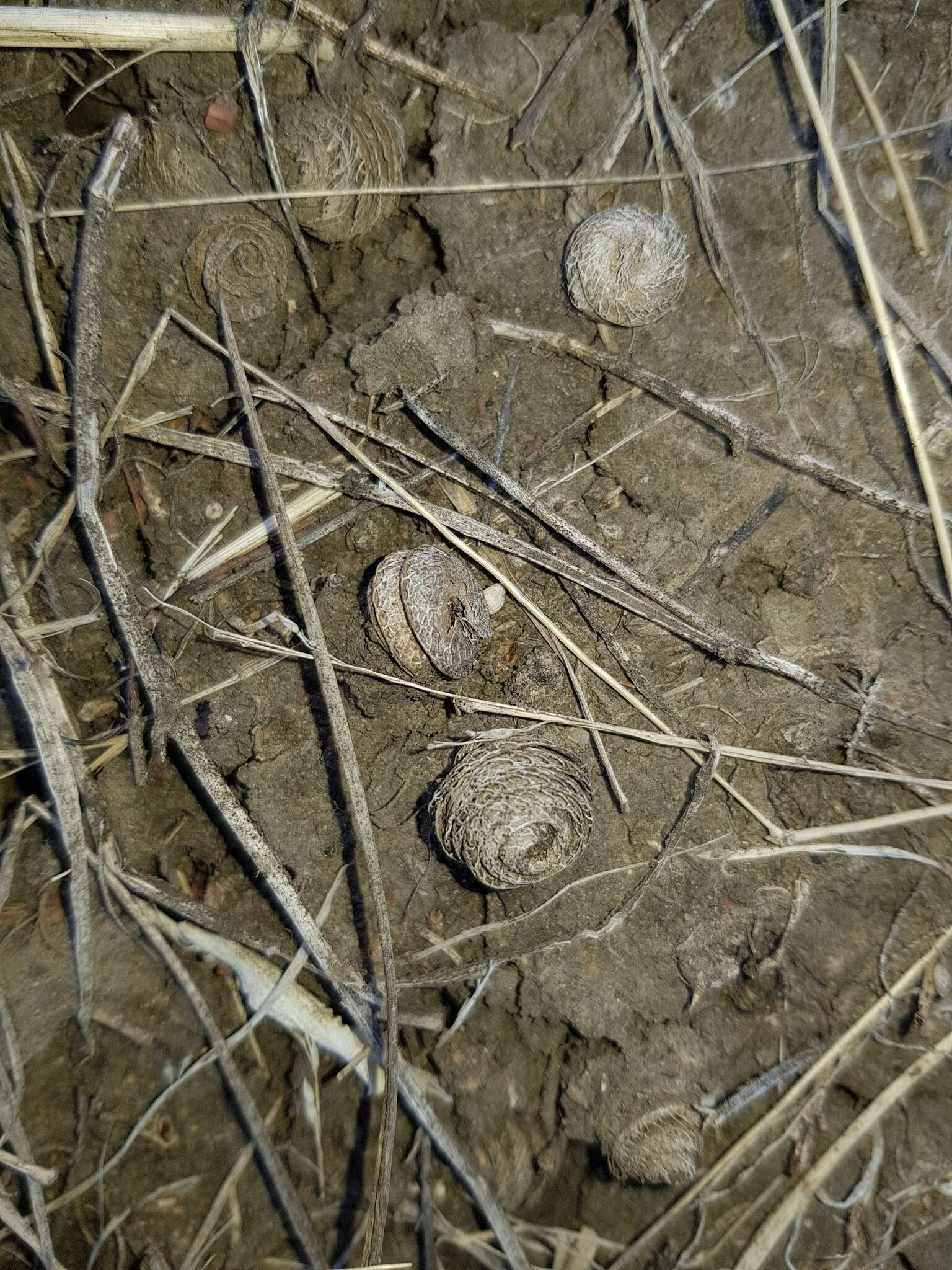 Image of snail medick