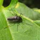 Demeijerea rufipes (Linnaeus 1761) resmi