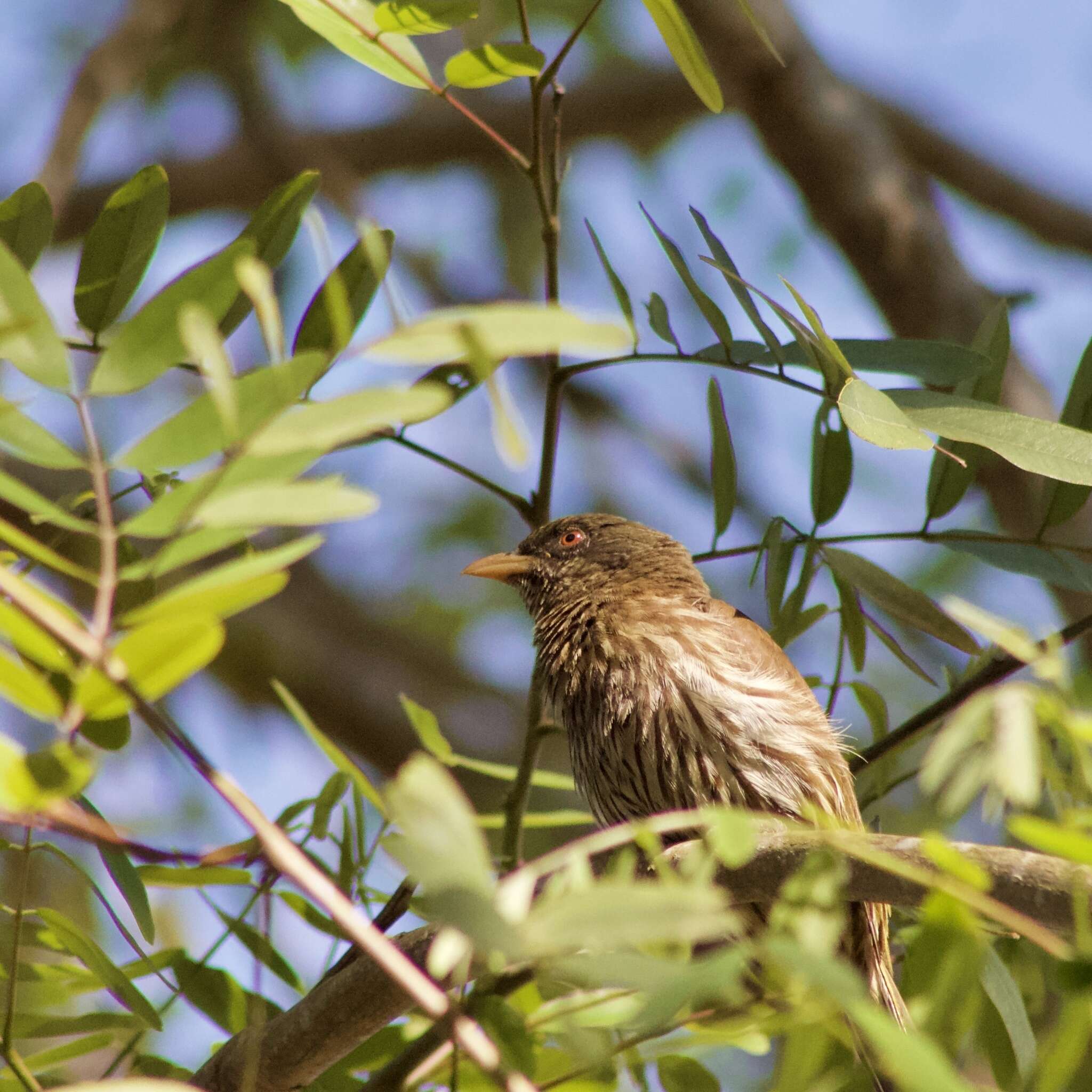 Image de Dulidae