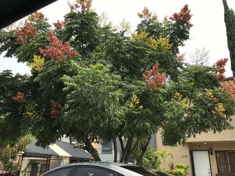 Image of goldenrain tree