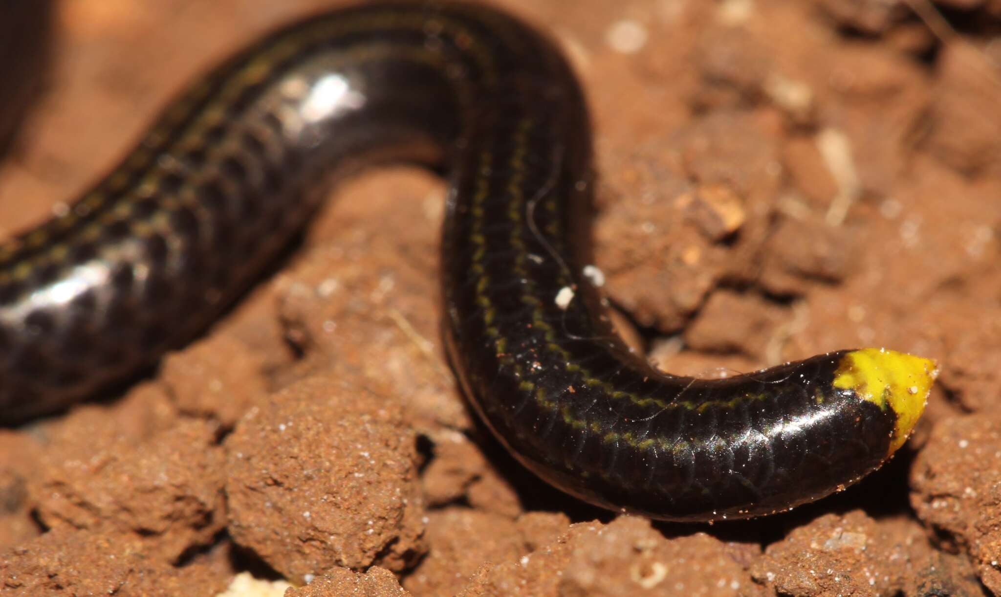 Image of Black Blind Snake