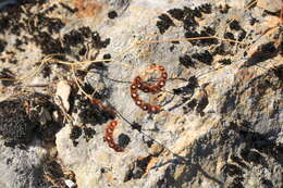 Image of Hippocrepis ciliata Willd.