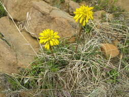 Image of Aloe dominella Reynolds