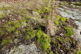 Image of blackfoot quillwort