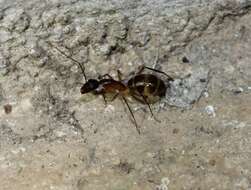 Plancia ëd Camponotus sexpunctatus Forel 1894