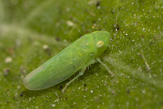 Plancia ëd Neocoelidia pallida Baker