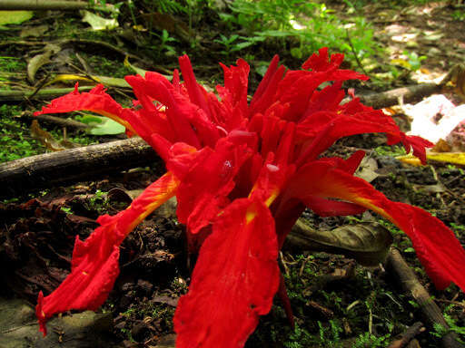 Image de Etlingera coccinea (Blume) S. Sakai & Nagam.