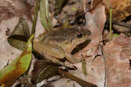 Image of Red Stream Frog