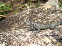 Слика од Tropidurus montanus Rodrigues 1987