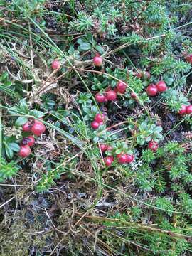 Image of northern mountain cranberry