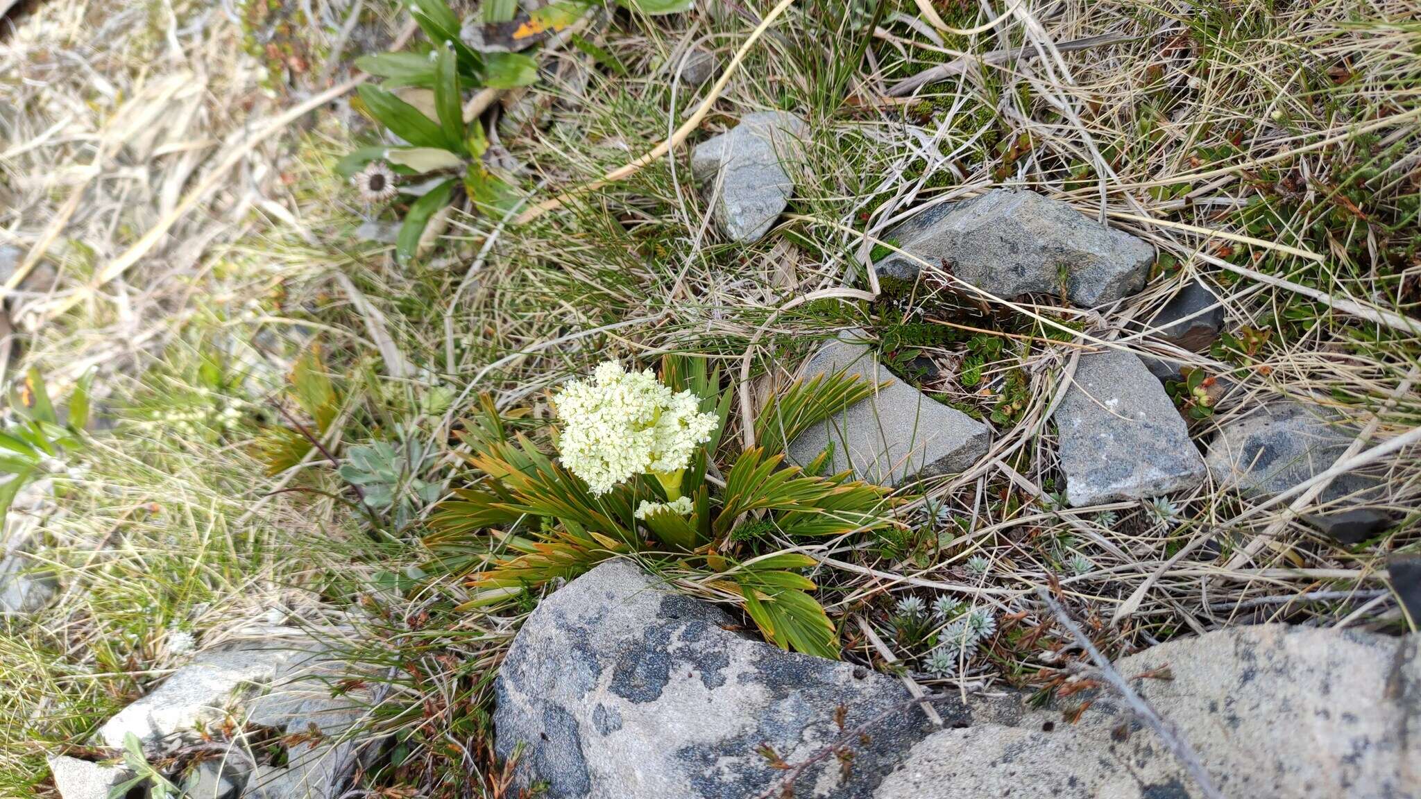 Image of Aciphylla similis Cheeseman