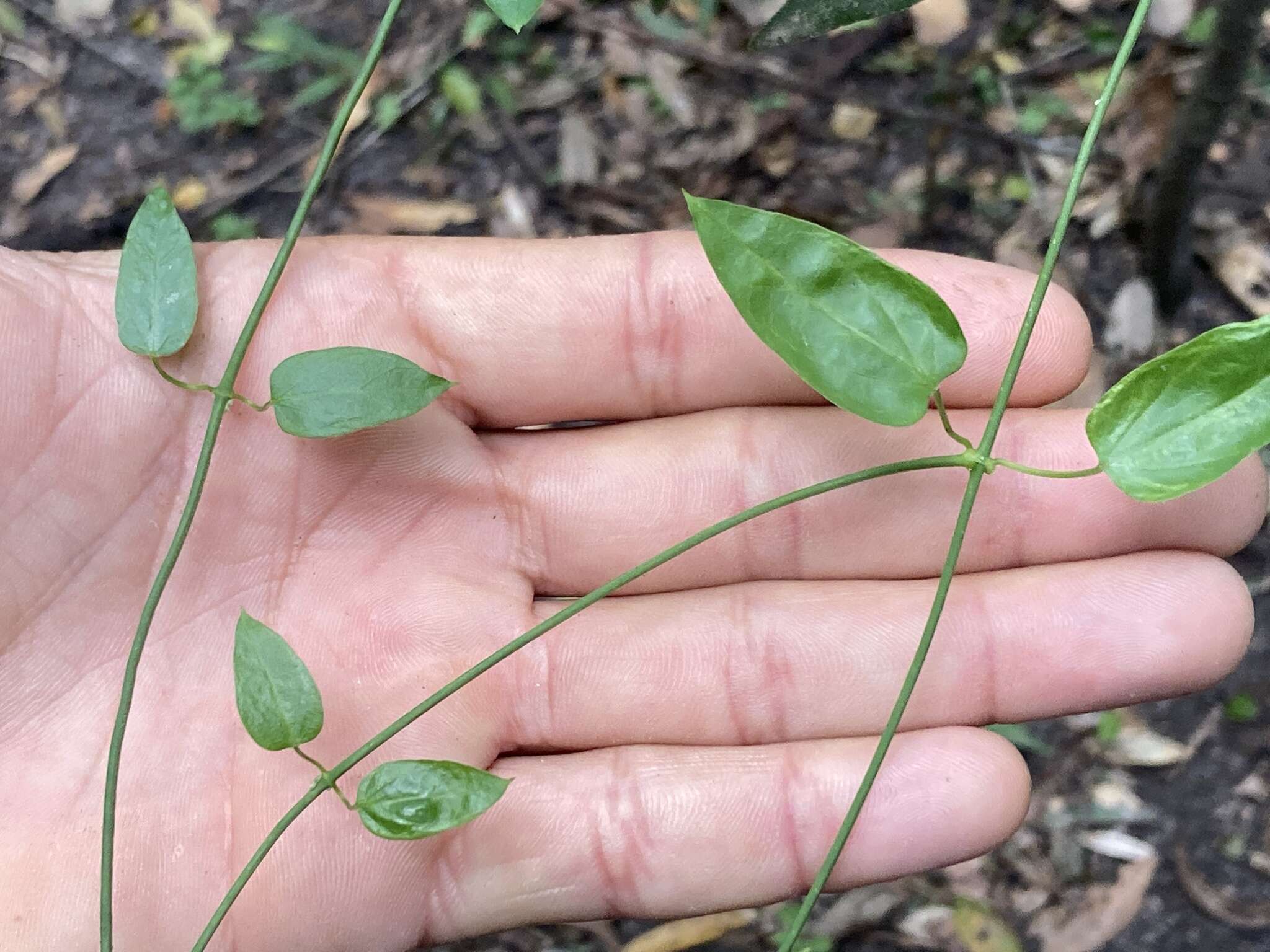 Image of Orthosia virgata (Poir.) Fourn.