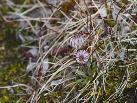 Image of apetalous catchfly