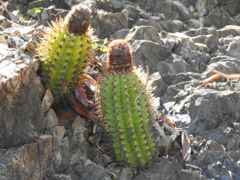 Melocactus harlowii (Britton & Rose) Vaupel resmi