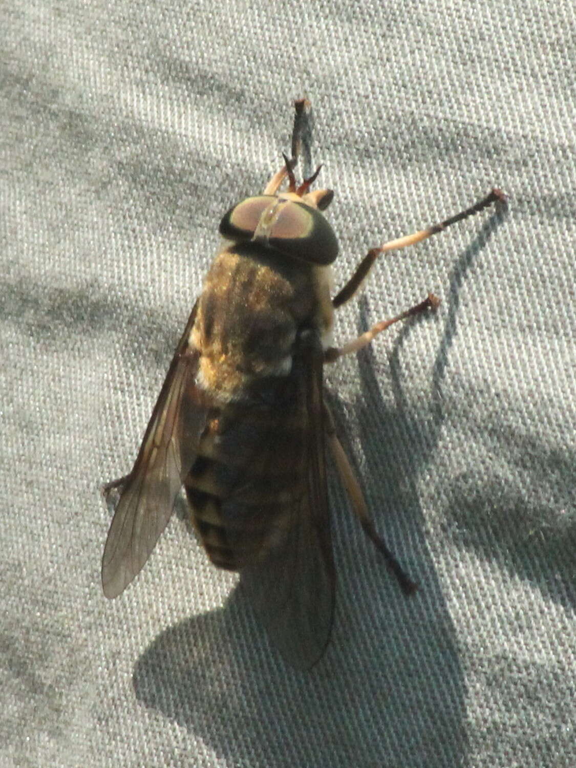 Image of dark giant horsefly