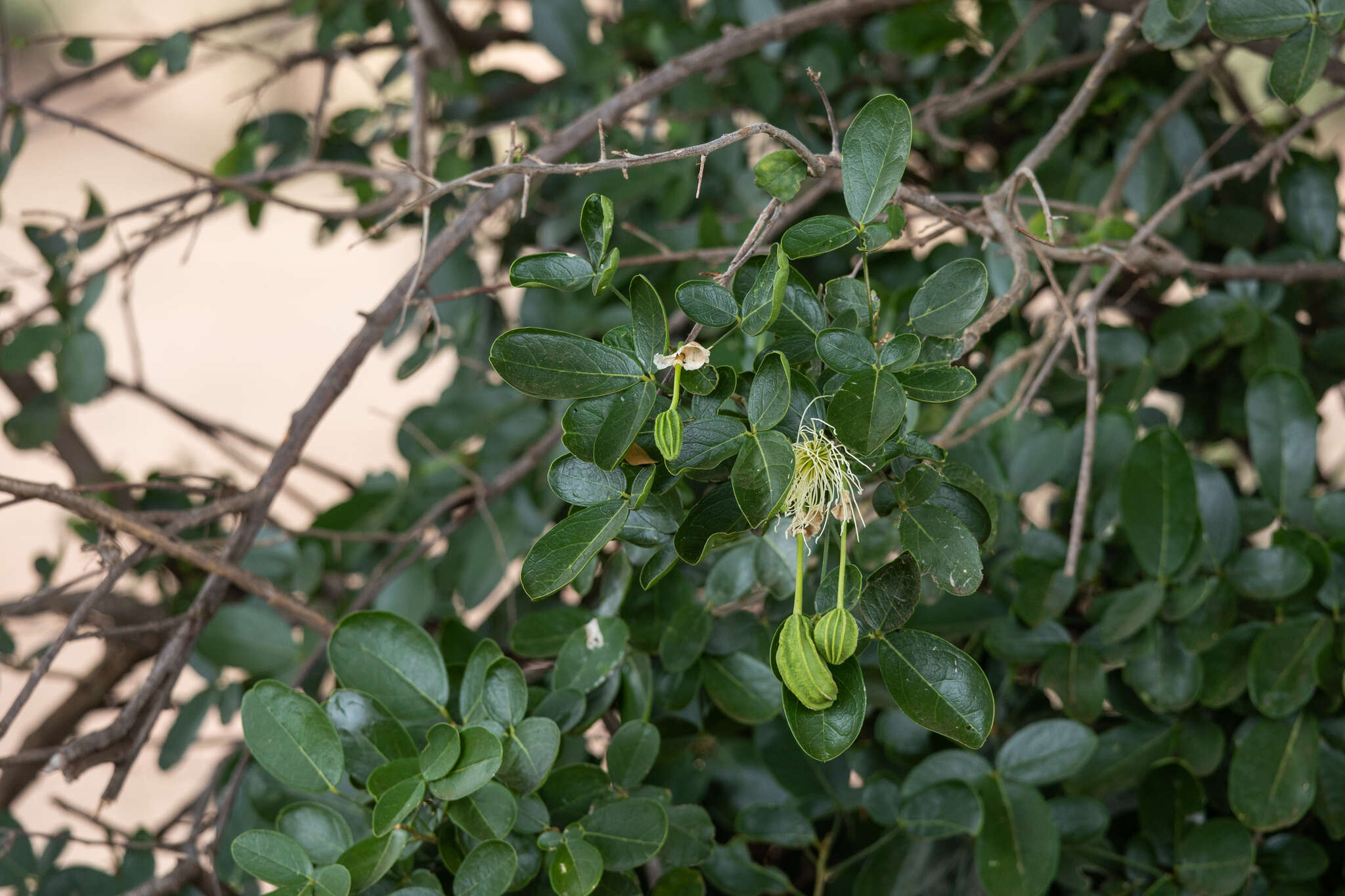 Image of Cucumber-bush