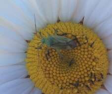 Image of Potato Bug