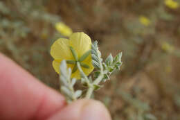 Слика од Tribulus macropterus var. arabicus (Hosni) F. Al-Hemaid & Jacob Thomas