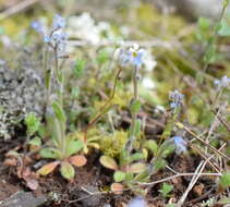 Image of Myosotis refracta Boiss.