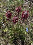 Imagem de Pedicularis cystopteridifolia Rydb.