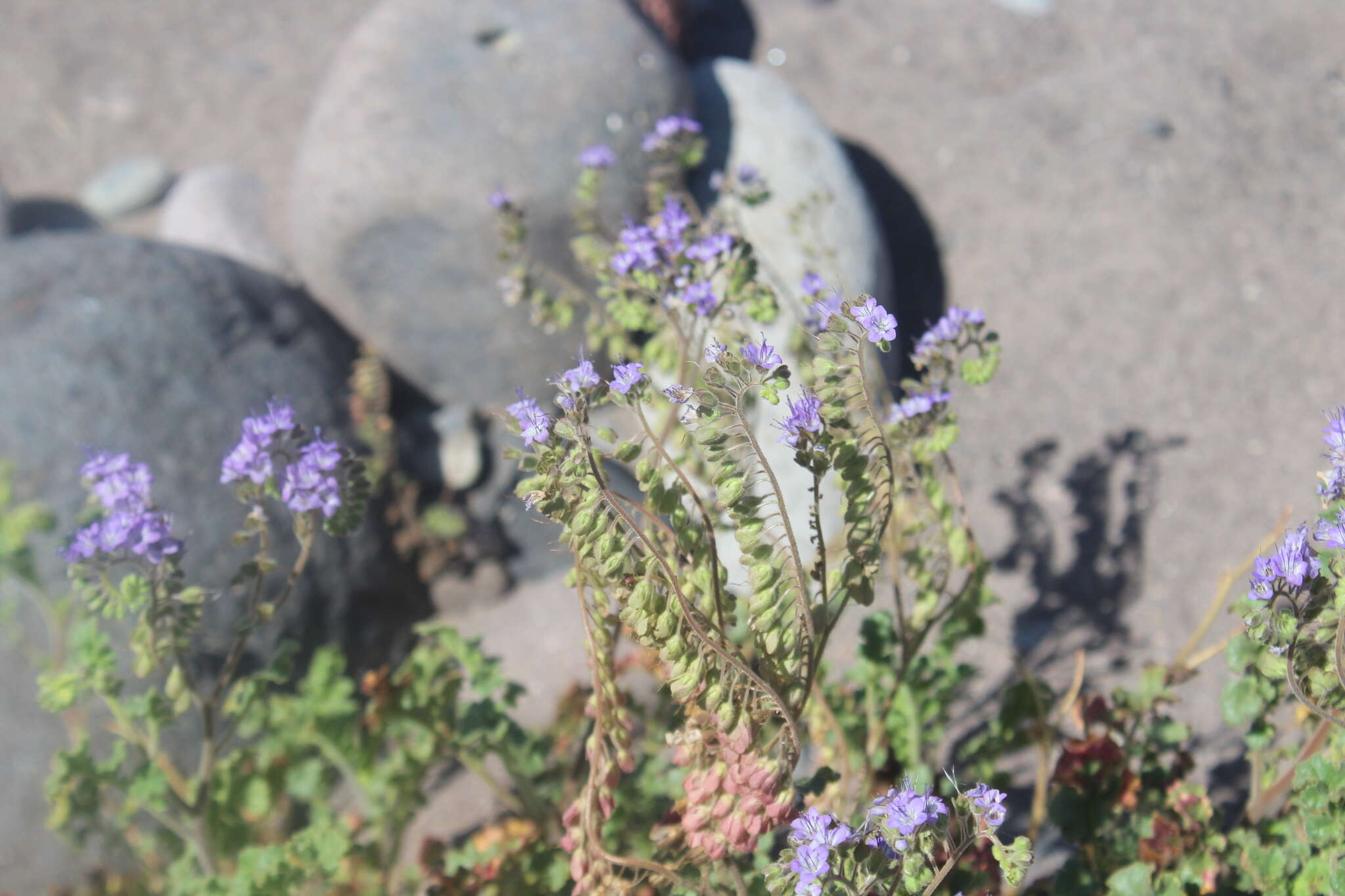 Phacelia scariosa Brandegee的圖片