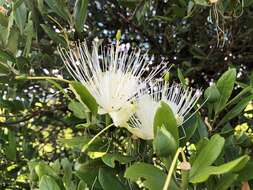 Image of Capparis mitchellii Lindl.