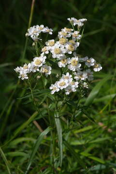 Image of Achillea salicifolia Bess.