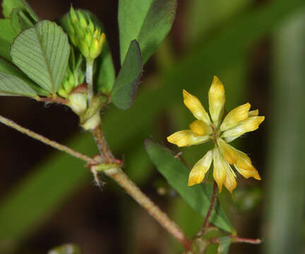 Image of Lesser Hop Trefoil