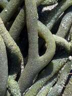 صورة Codium galeatum