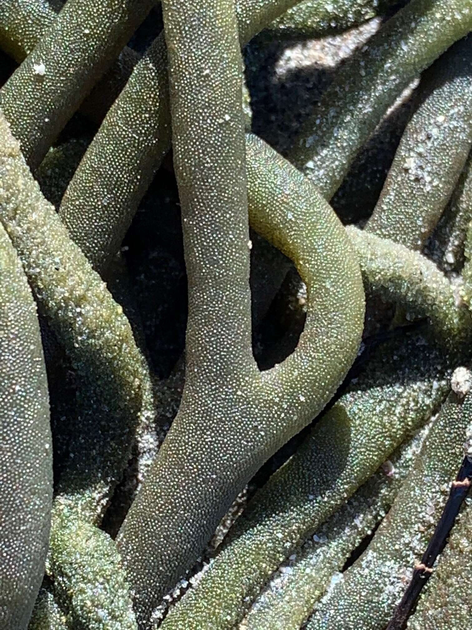 Image of Codium galeatum