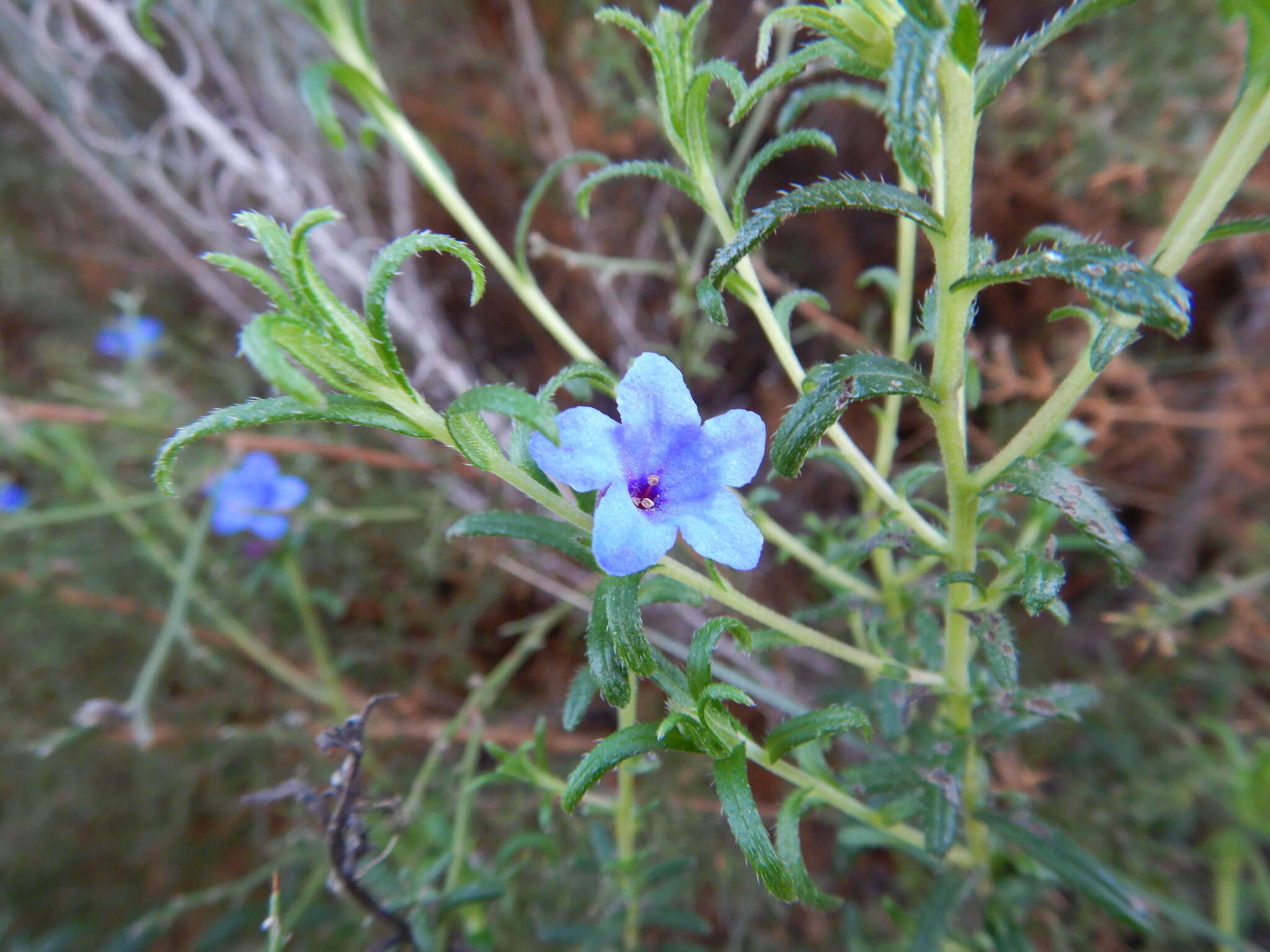 Glandora prostrata (Loisel.) D. C. Thomas的圖片